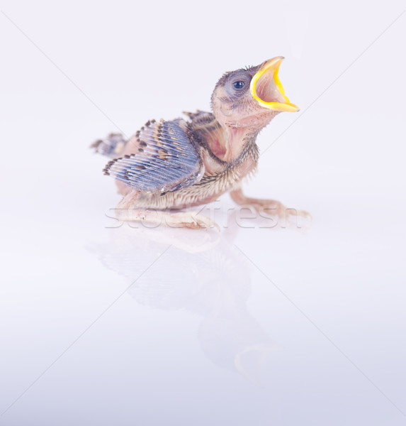 Stockfoto: Mus · baby · schreeuwen · dieren · chick