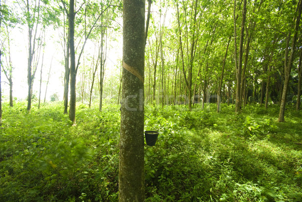 rubber plantation closeup Stock photo © yuliang11