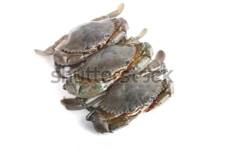 crabs Stock photo © yuliang11