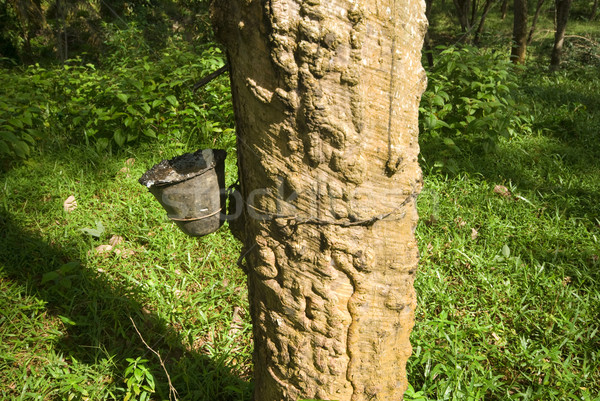 rubber tree Stock photo © yuliang11