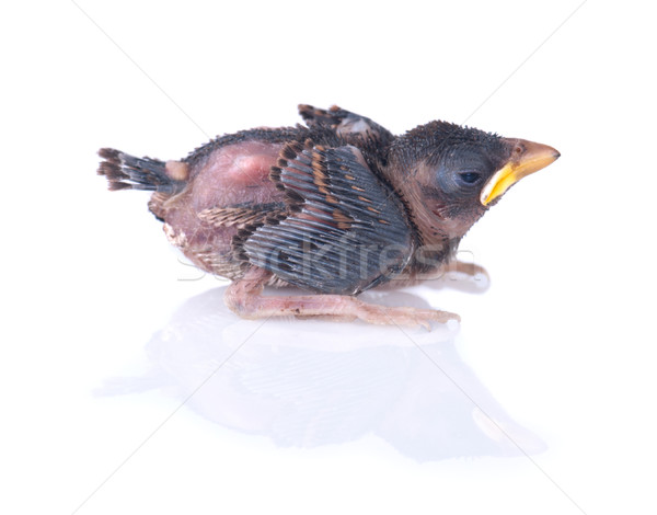 Baby bird of swallow solated on white side view Stock photo © yuliang11