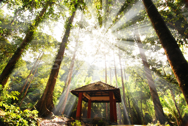 Foto d'archivio: Verde · foresta · albero · luce · foglia · sfondo