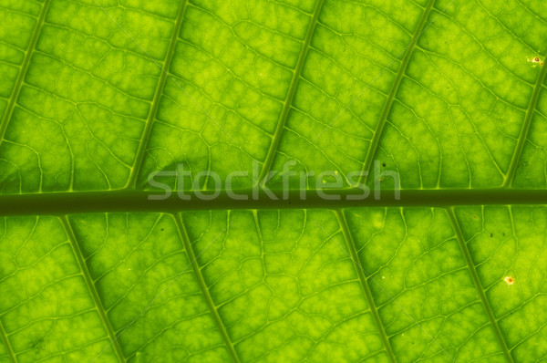 Macro shot foglia verde erba sole abstract Foto d'archivio © yuliang11