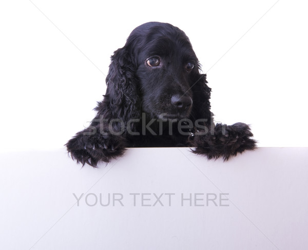 Hond witte lege karton zwarte dier Stockfoto © yuliang11