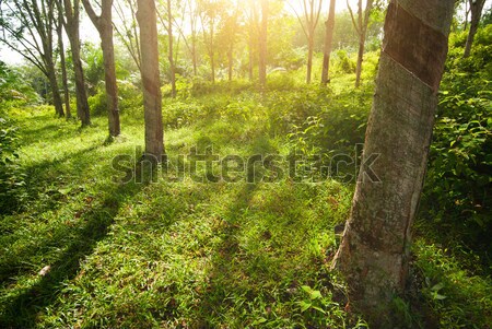 rubber tree Stock photo © yuliang11