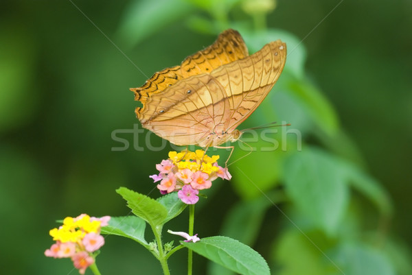 Stock foto: Schmetterling · Blume · Frühling · Licht · Garten · Sommer