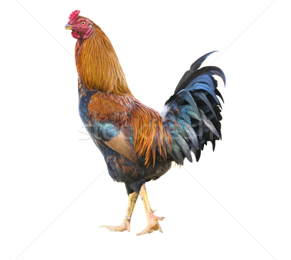 isolated rooster with clipping path Stock photo © yuliang11