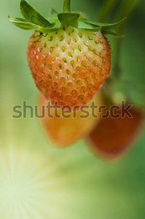 Căpşună dimineaţă soare fruct verde Imagine de stoc © yuliang11