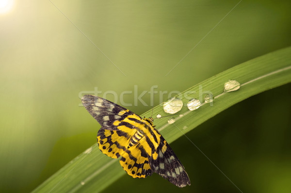 Vlinder bloem voorjaar natuur zomer Stockfoto © yuliang11