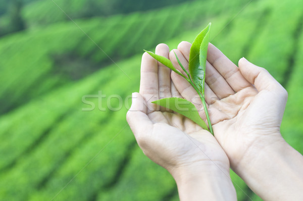 Ceai frunze pereche mână recoltare Imagine de stoc © yuliang11
