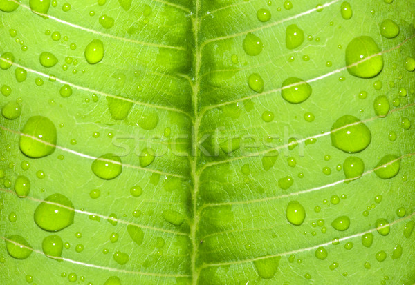 Folha verde chuva água primavera comida Foto stock © yuliang11