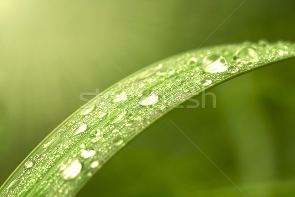 Folha verde primavera grama jardim verão vida Foto stock © yuliang11