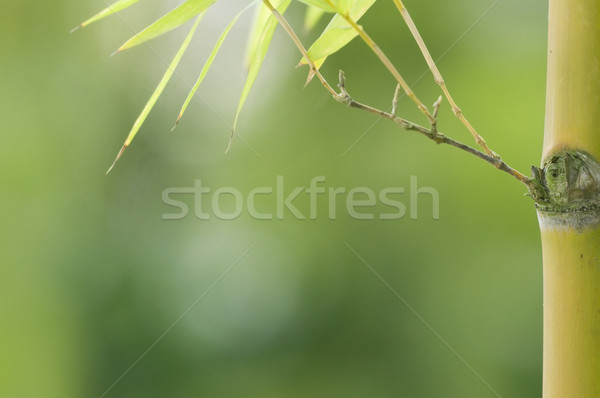 bamboo with copyspace on left Stock photo © yuliang11