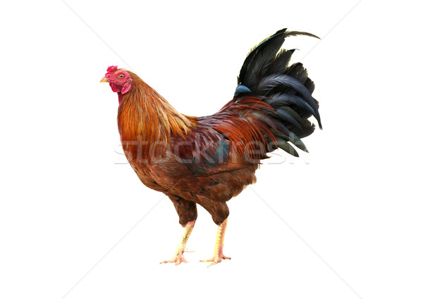 rooster Stock photo © yuliang11