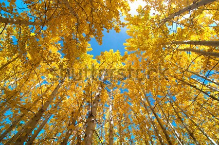 Upward view of Fall Aspen Trees  Stock photo © yuliang11