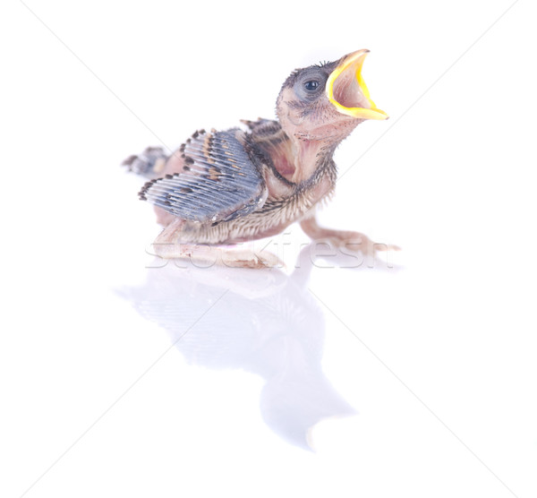 sparrow brood baby Stock photo © yuliang11