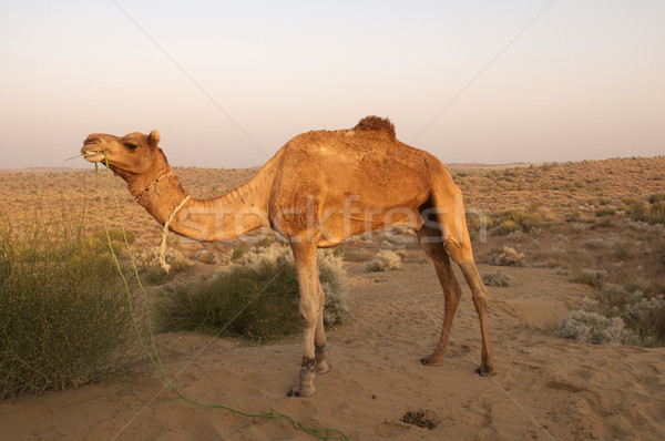 Kameel Indië natuur achtergrond dier hot Stockfoto © yuliang11