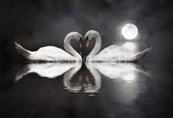 romantic swan during valentine's day Stock photo © yuliang11