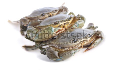 Stock photo: photo of crab