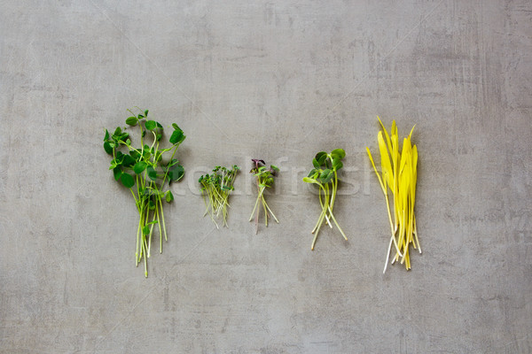 Healthy cress salad Stock photo © YuliyaGontar