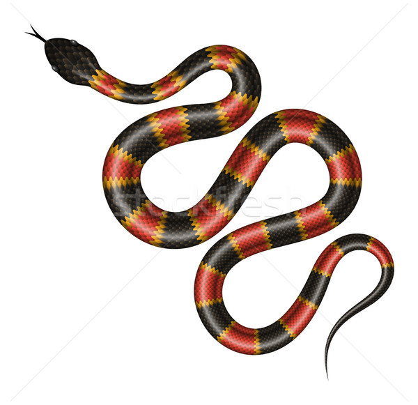 Tropical snake vector illustration. Stock photo © YuriSchmidt