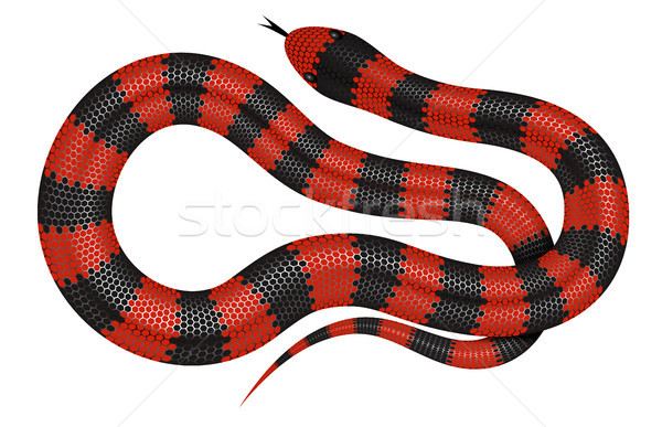 Coral snake vector illustration. Stock photo © YuriSchmidt