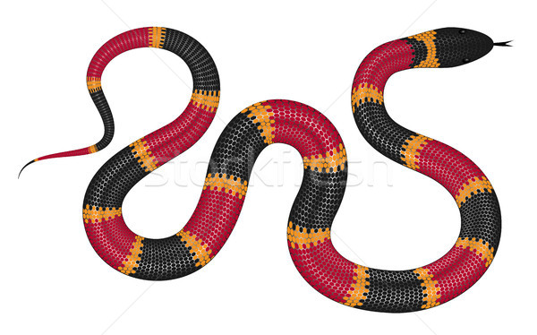 Coral snake vector illustration. Stock photo © YuriSchmidt