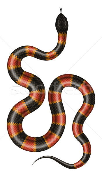 Stock photo: Coral snake vector illustration.