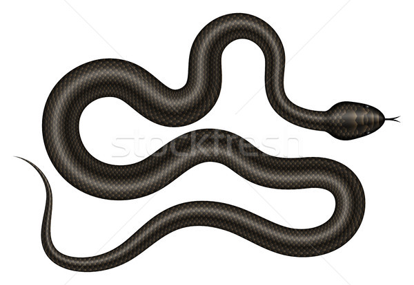 Zwarte slang geïsoleerd witte oog Stockfoto © YuriSchmidt