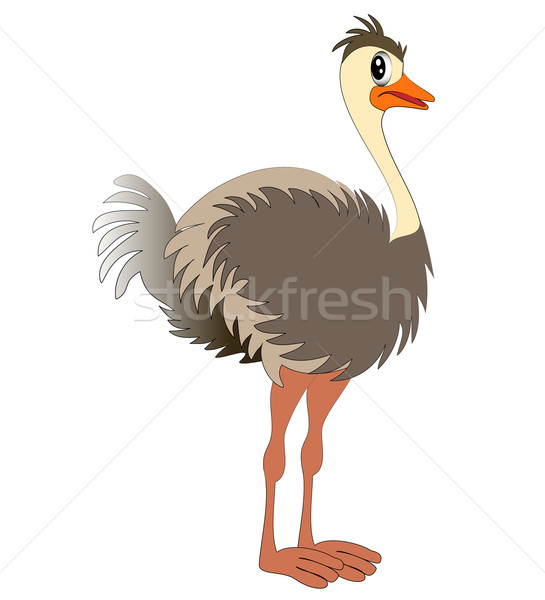 nice young ostrich Stock photo © yurkina