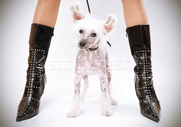 寵物 中國的 狗 坐在 女子 女孩 商業照片 © yurok