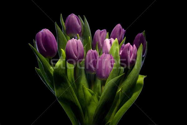 Stock foto: Lila · Tulpen · Haufen · schwarz · Hintergrund