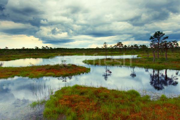 estonian bog Stock photo © yurok