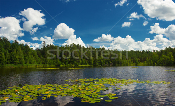 Lata scena jezioro niebo drzewo wiosną Zdjęcia stock © yurok