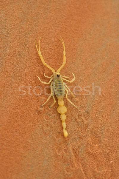 Skorpion sehr giftig Sanddüne leer Stock foto © zambezi