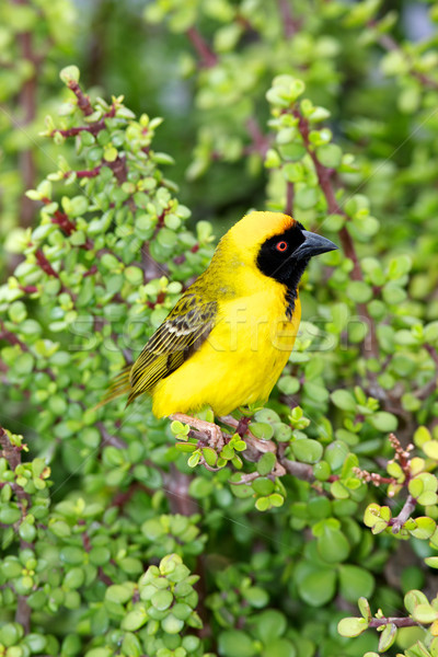 Southern Masked Weaver Stock photo © zambezi