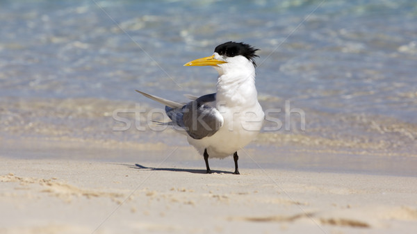 Crested Tern Stock photo © zambezi