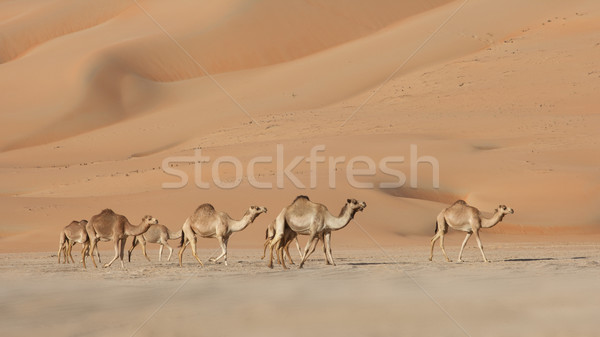 Empty Quarter Camels Stock photo © zambezi