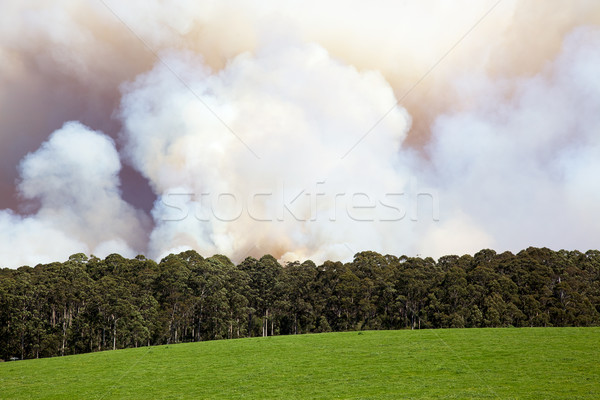 Forest Fire Stock photo © zambezi