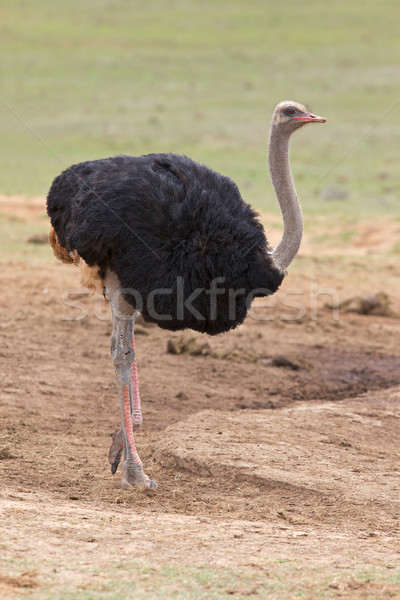 Male Ostrich Stock photo © zambezi