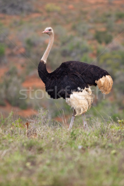 Ostrich with Chick Stock photo © zambezi
