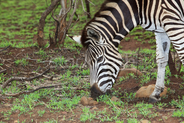 Plains Zebra Stock photo © zambezi