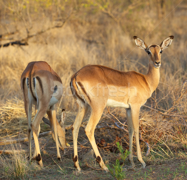 Impala Ewes Stock photo © zambezi