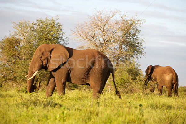 African Elephant Stock photo © zambezi