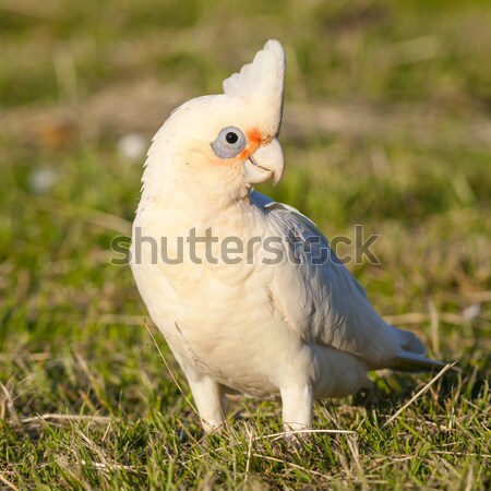 Little Corellas Stock photo © zambezi