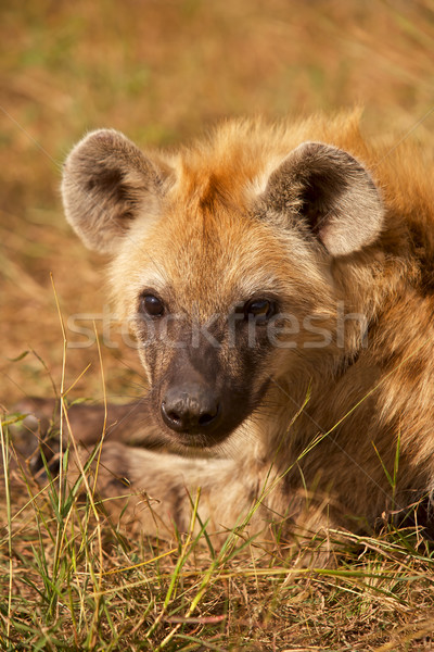 Hyaena Portrait Stock photo © zambezi
