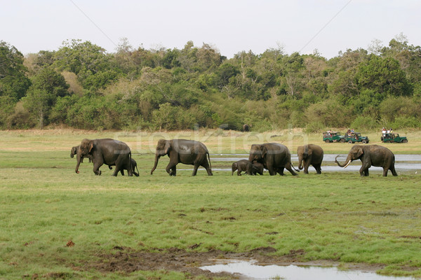 象 群れ 4 アジア 公園 ストックフォト © zambezi