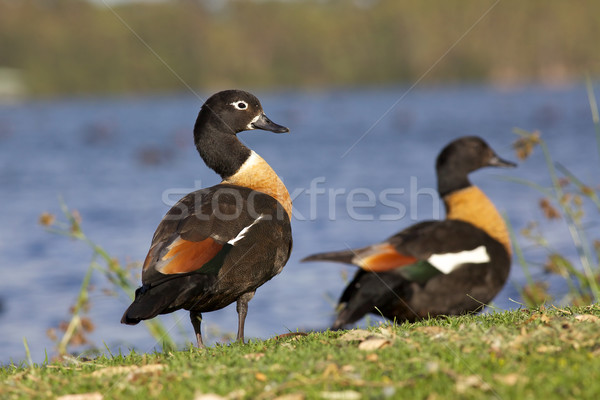 Shelduck Pair Stock photo © zambezi