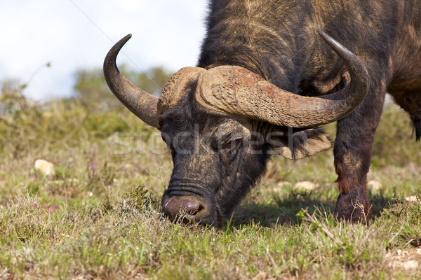 African Buffalo Stock photo © zambezi