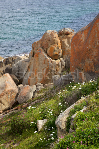 Küste Lilien zunehmend westlichen Australien Stock foto © zambezi